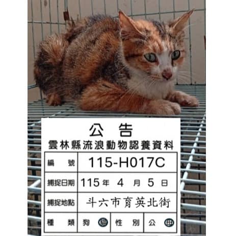 【待認養】混種貓 貓 (女生) - 雲林縣流浪動物收容所