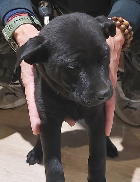 【待認養】混種犬 狗 (女生) - 桃園市動物保護教育園區