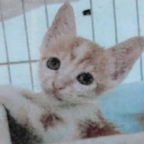 【待認養】混種貓 貓 (男生) - 新北市新店區公立動物之家