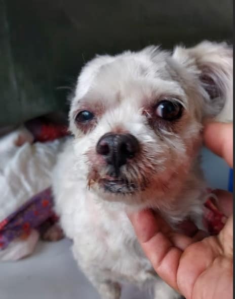 【待認養】瑪爾濟斯犬 狗 (男生) - 新北市五股區公立動物之家