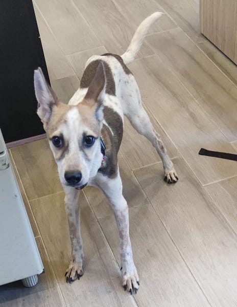 【待認養】混種犬 狗 (女生) - 新北市中和區公立動物之家