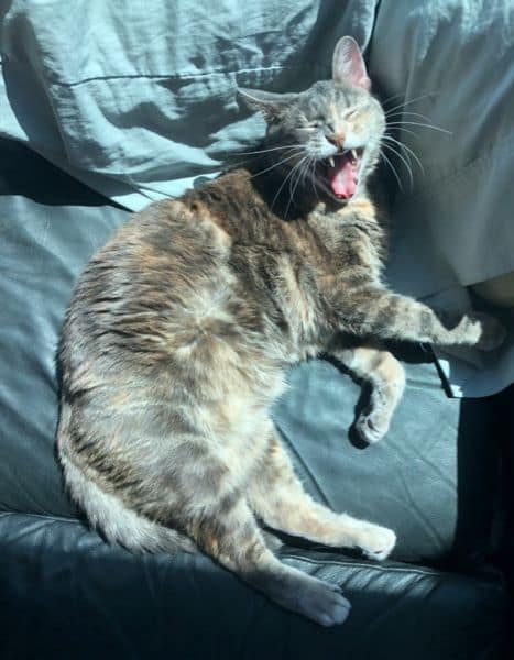 國寶寵物股份有限公司