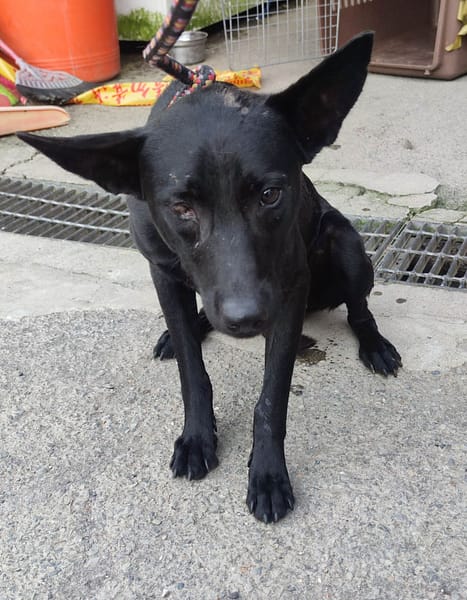 【待認養】混種犬 狗 (男生) - 新北市中和區公立動物之家