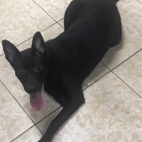 【急尋】混種犬 - 新北市瑞芳區62快速道路交流道(中山路326號旁) (黑色)