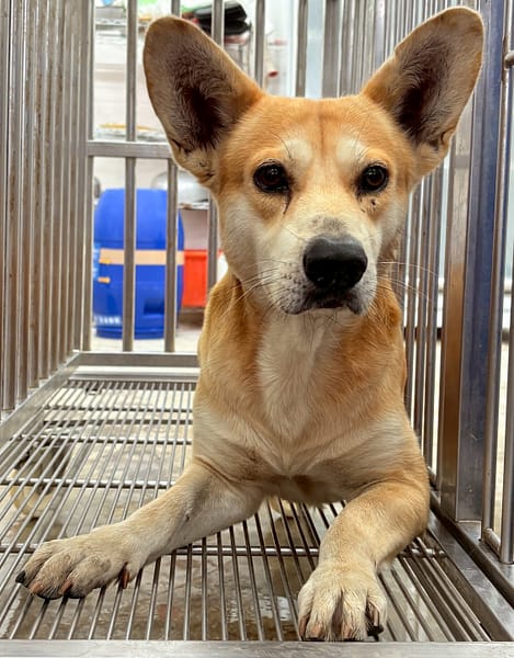 【待認養】混種犬 狗 (男生) - 花蓮縣狗貓躍動園區