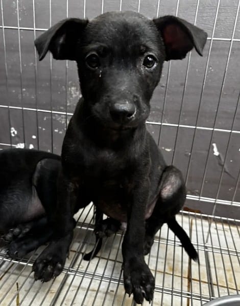 【待認養】混種犬 狗 (男生) - 新北市五股區公立動物之家