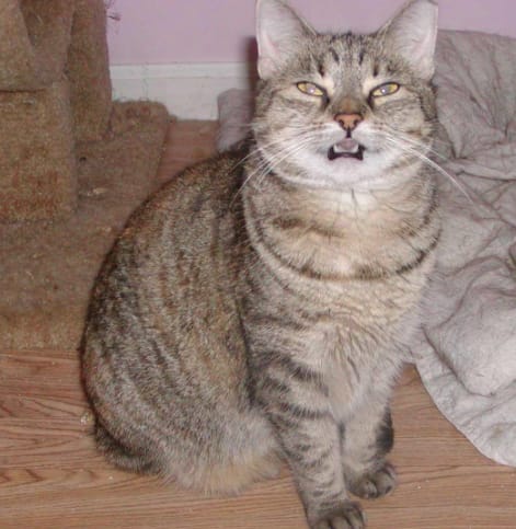 中美寵物生活館