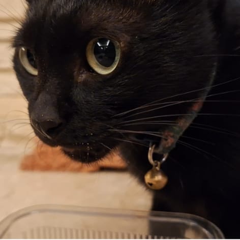 【急尋】混種貓 - 臺南市永康區埔聖街87巷32弄23號 (全黑色，眉毛位子毛比較稀疏)