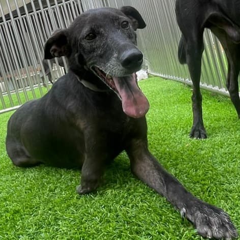 【待認養】混種犬 狗 (女生) - 新竹縣動物保護教育園區