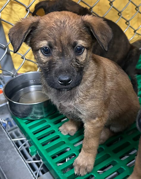 【待認養】混種犬 狗 (女生) - 臺東縣動物收容中心