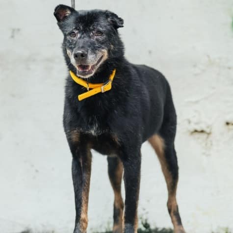 【待認養】混種犬 狗 (女生) - 新北市五股區公立動物之家