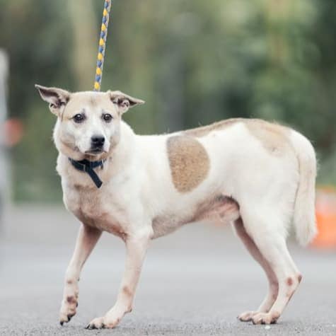 【待認養】混種犬 狗 (男生) - 新北市中和區公立動物之家