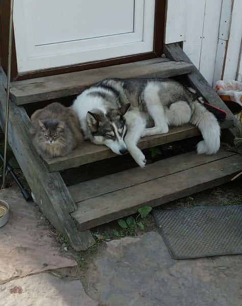 小基基寵物犬舍