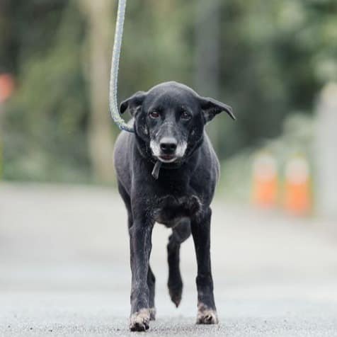 【待認養】混種犬 狗 (男生) - 新北市中和區公立動物之家