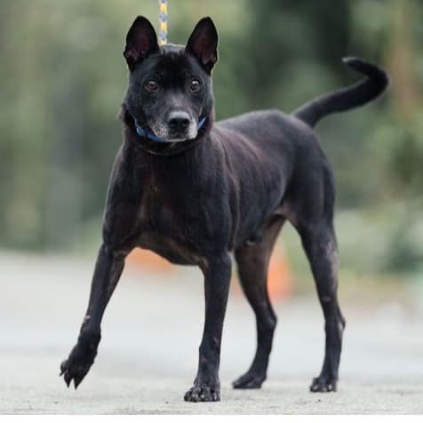 【待認養】混種犬 狗 (男生) - 新北市中和區公立動物之家