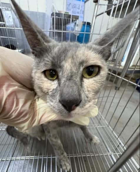 【待認養】混種貓 貓 (女生) - 新北市五股區公立動物之家