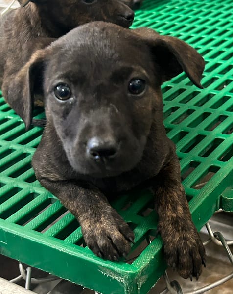 【待認養】混種犬 狗 (女生) - 臺東縣動物收容中心