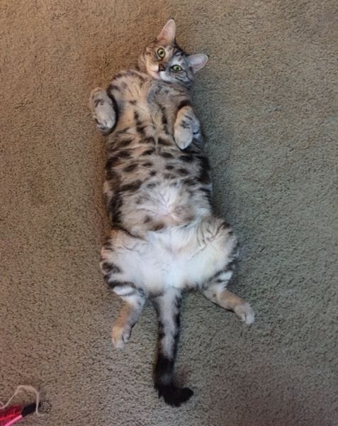 雨林寵物美容工作坊