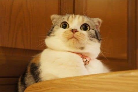 橘舍寵物沙龍旅館