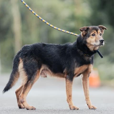 【待認養】混種犬 狗 (男生) - 新北市中和區公立動物之家