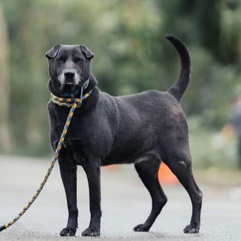 【待認養】混種犬 狗 (男生) - 新北市中和區公立動物之家