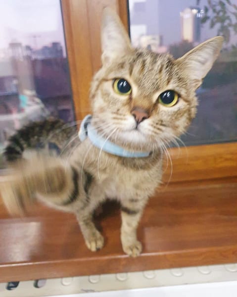 保平莊柴犬專業犬舍
