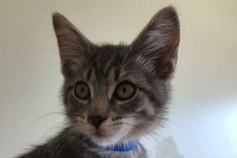 千千寵物美容工作室