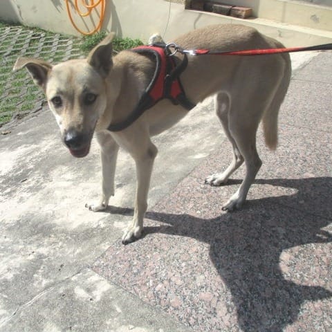 【待認養】混種犬 狗 (女生) - 高雄市燕巢動物保護關愛園區