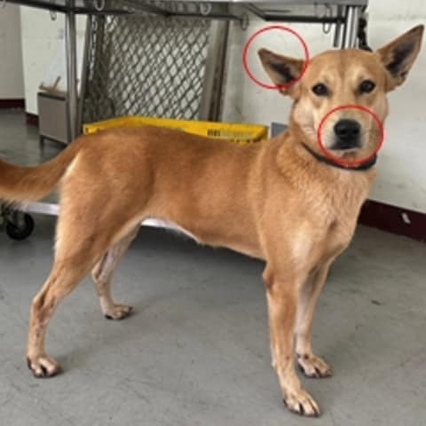 【急尋】混種犬 - 臺南市大內區 (黃色)