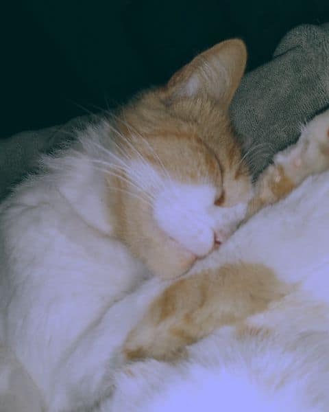 小跑車寵物生活館