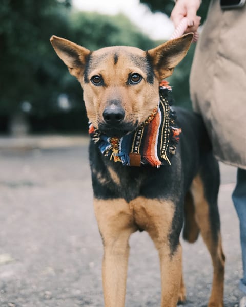 【待認養】混種犬 狗 (女生) - 彰化縣流浪狗中途之家