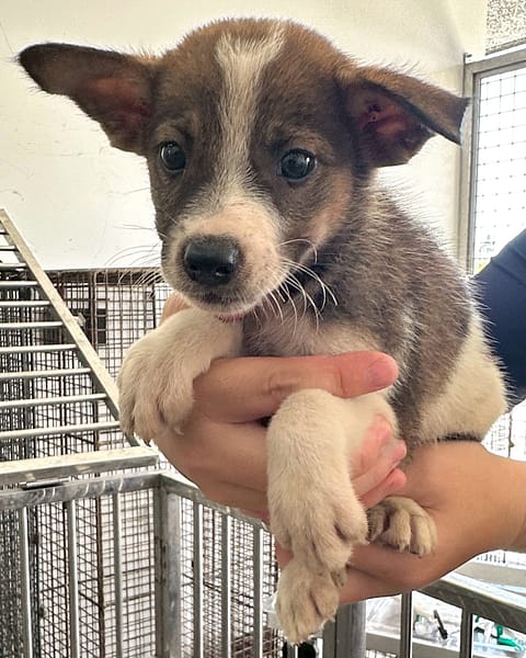 【待認養】混種犬 狗 (男生) - 花蓮縣狗貓躍動園區