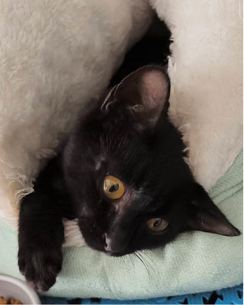 【待認養】混種貓 貓 (男生) - 新北市三芝區公立動物之家