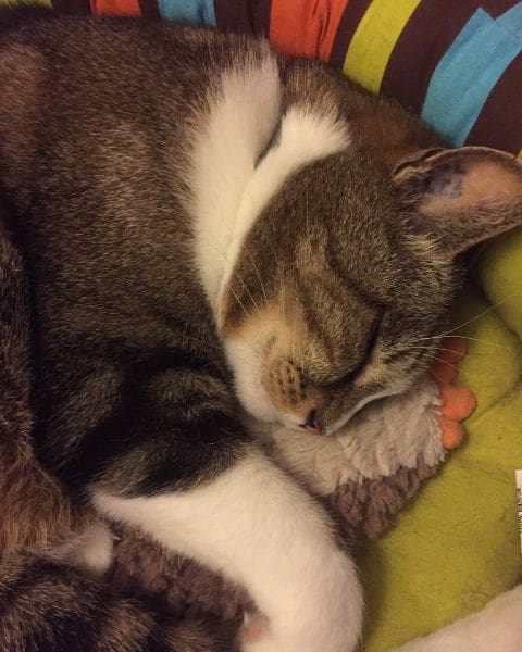 喬善興業有限公司