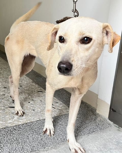 【待認養】混種犬 狗 (女生) - 花蓮縣狗貓躍動園區