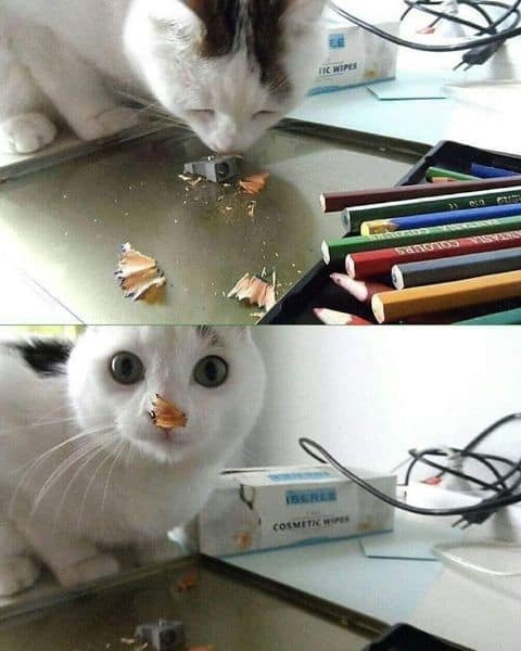 賣萌布偶貓舍