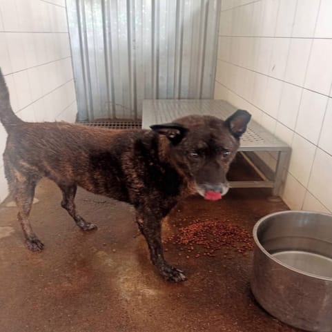 【待認養】混種犬 狗 (男生) - 新北市板橋區公立動物之家