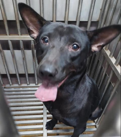 【待認養】混種犬 狗 (男生) - 新北市五股區公立動物之家