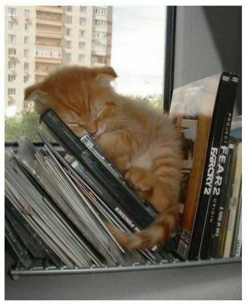 萬達寵物事業股份有限公司新城分公司