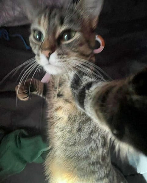 犬心犬意寵物美容