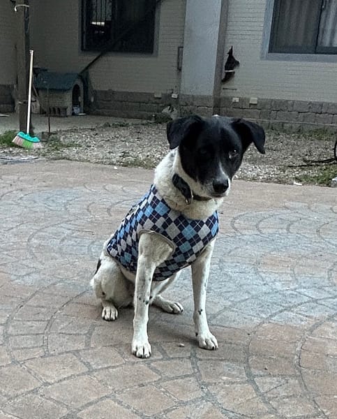 【急尋】混種犬 - 南投市草屯鎮復興里復興路269號 (黑白色)