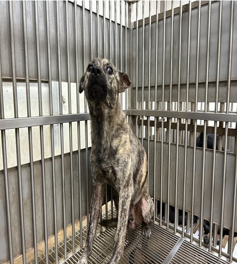 【待認養】混種犬 狗 (男生) - 新北市板橋區公立動物之家