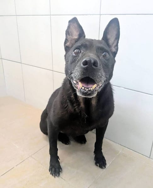 【待認養】混種犬 狗 (女生) - 新竹縣動物保護教育園區