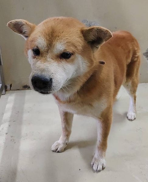 【待認養】柴犬 狗 (未知) - 嘉義市動物保護教育園區