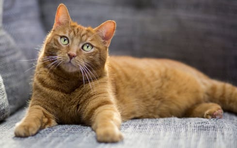 小犬座寵物旅館