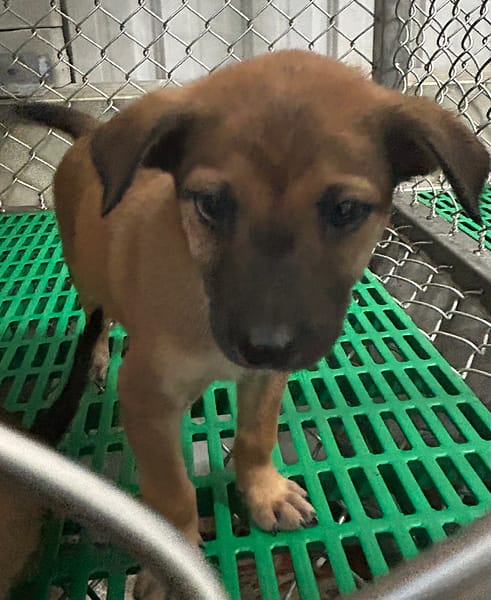 【待認養】混種犬 狗 (女生) - 臺東縣動物收容中心