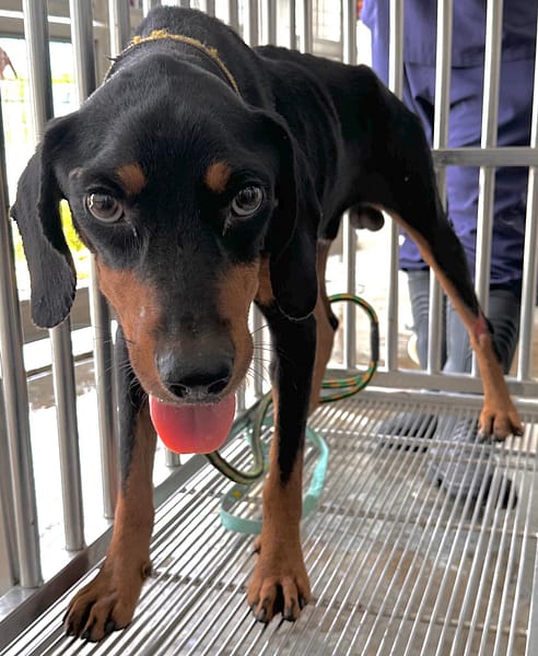 【待認養】混種犬 狗 (男生) - 花蓮縣狗貓躍動園區