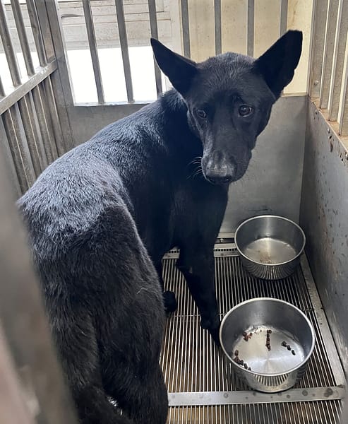 【待認養】混種犬 狗 (男生) - 桃園市動物保護教育園區