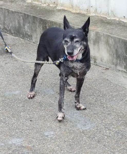 【待認養】混種犬 狗 (女生) - 新北市中和區公立動物之家