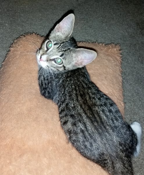 晶鑽樂狗寵物生活館